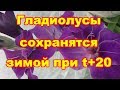 Луковицы гладиолусов сохранятся даже при t+20 если все сделать правильно