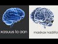 Maxaa Keena Xasuus La Aanta Halmaanka 
