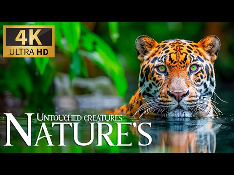 Untouched Creatures Nature 4K Discovery Relaxation Peaceful Animals Planet Film With Soothing Music