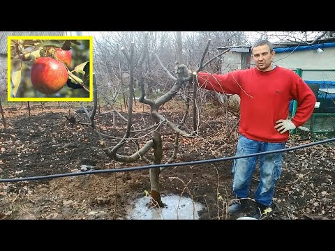 Video: Hvordan transplantere et tre?
