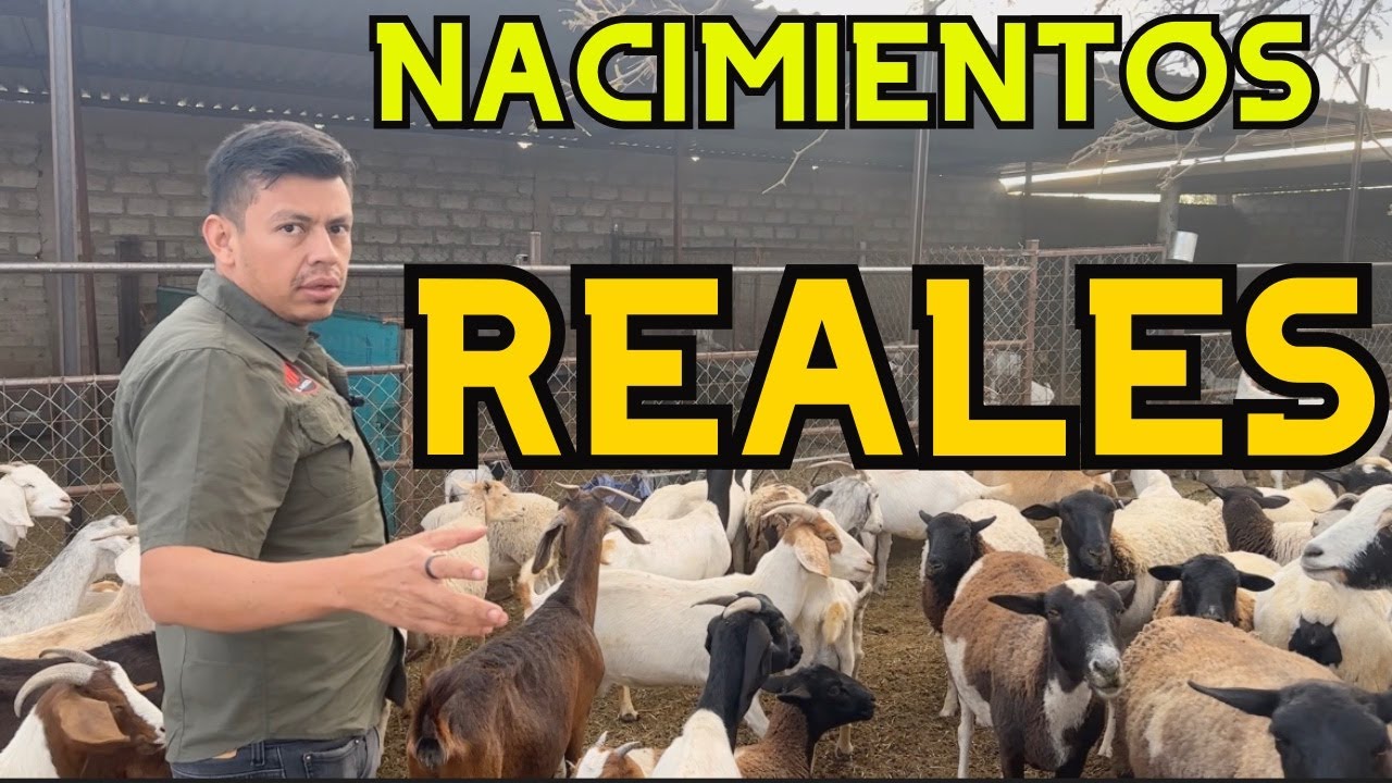 Así nacen 80 crías en un rebaño gigante de 480 borregos y chivos