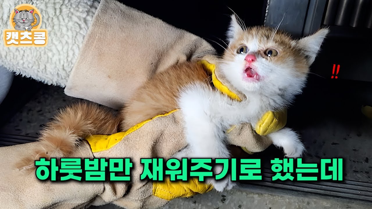 겨울 칼바람 피하려 밥자리에 숨어 있던 새끼고양이, 순간의 선택으로 만든 기적.