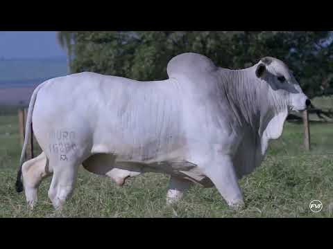 LOTE 118 - MURA 16280