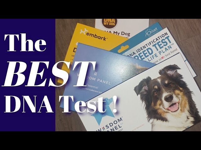 Best Dog DNA Test, 5 Compared, Same Dog, non-sponsored reviews class=
