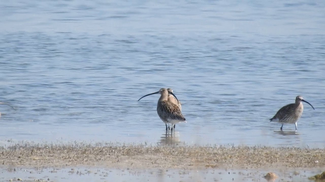 Eurasian Curlew, Chiurlo maggiore (Numenius arquata) 