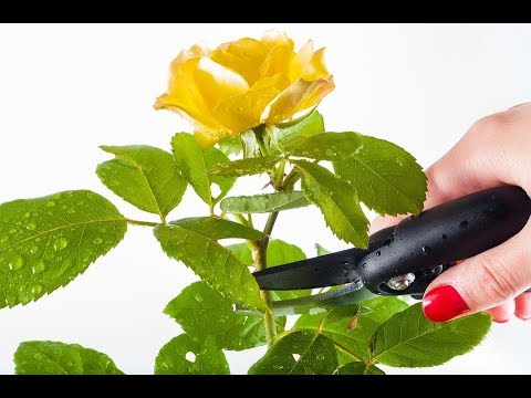 Video: Rose Da Potatura