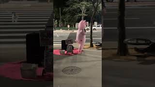 Cyclist Crashes Behind a Singer Wearing Pig’s Uniform