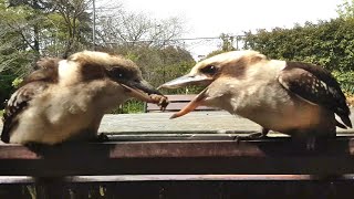 Kookaburras sharing food and making lots of noise. Daffy was very excited that she caught a lizard!