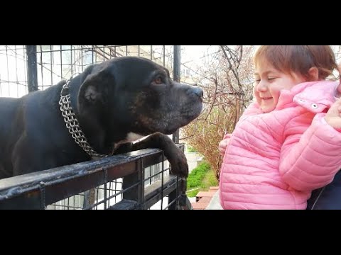 Pitbull Köpek İle Esila Burun Buruna Kaldı #funn,#shorts,#kids إيسيلا مع كلب بيتبول