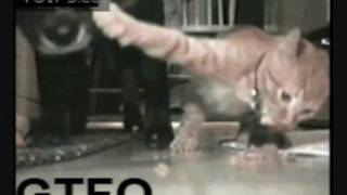 Stupid GIFS - Episode 2