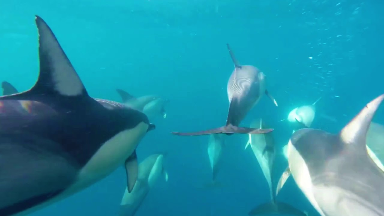 Dolphin Swim Australia | Nelson Bay Dolphin Watching and optional Dolphin Swim | Experience Oz