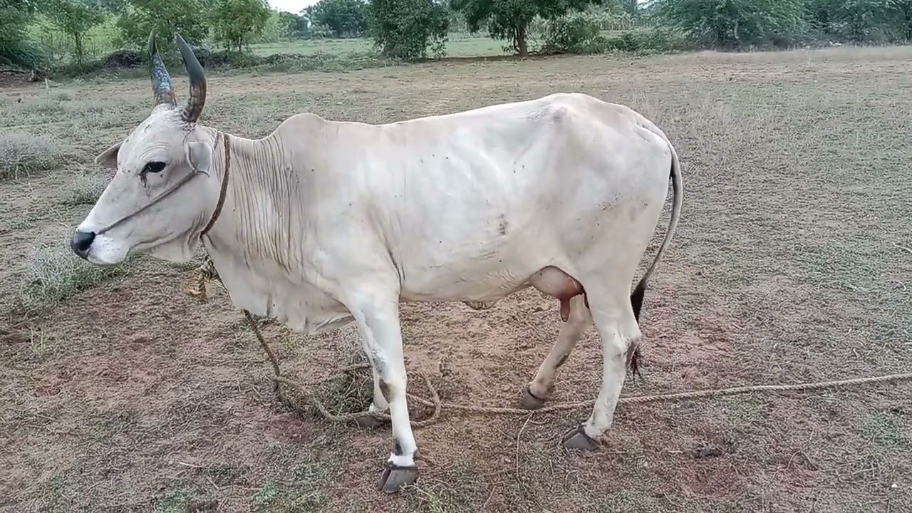 மீண்டும் புதிய நாட்டு மாடு வாங்கியாச்சு