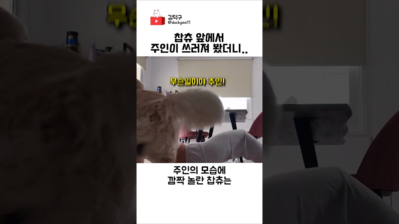 찹츄 앞에서 주인이 쓰러져 봤더니