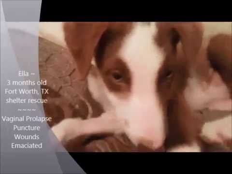 Ella ~ Shelter Rescue - Vaginal Trauma, Prolapse, Puncture Wounds