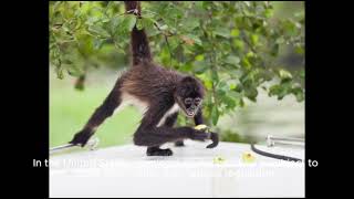 spider monkey pet overview