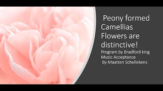 Camellia Peony Flowers are Distinctive!