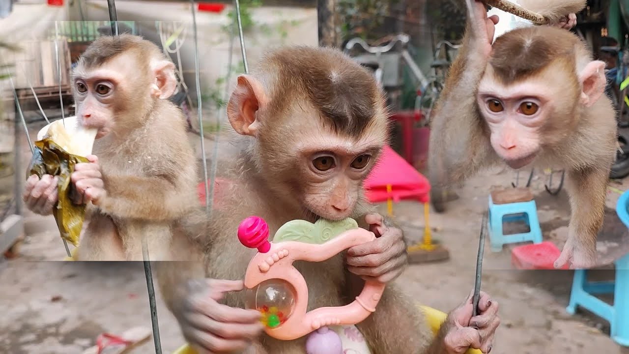 yummy & happy #shorts #viral #youtubeshorts #monkey #shortsvideo # ...