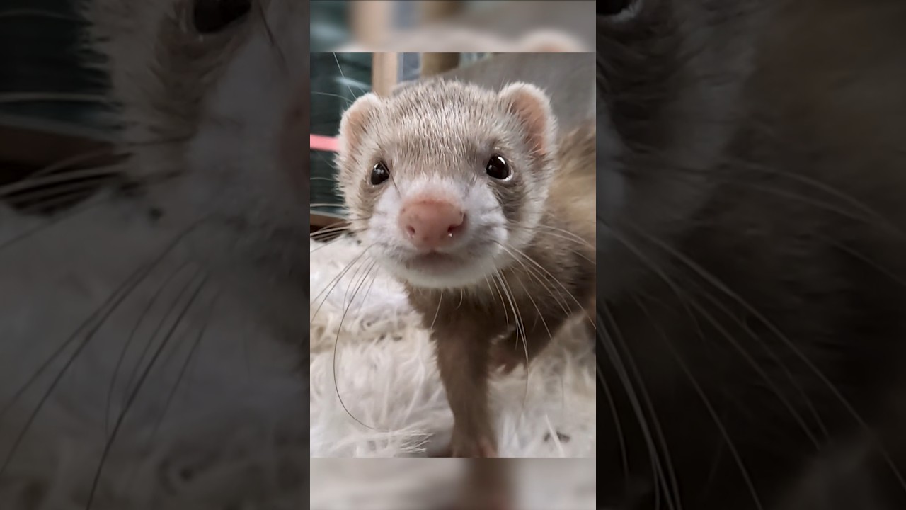 День 1. Владение хорьками. Руководство для начинающих + бесплатный контрольный список