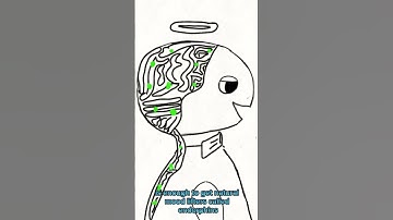 endorphins or drugs?