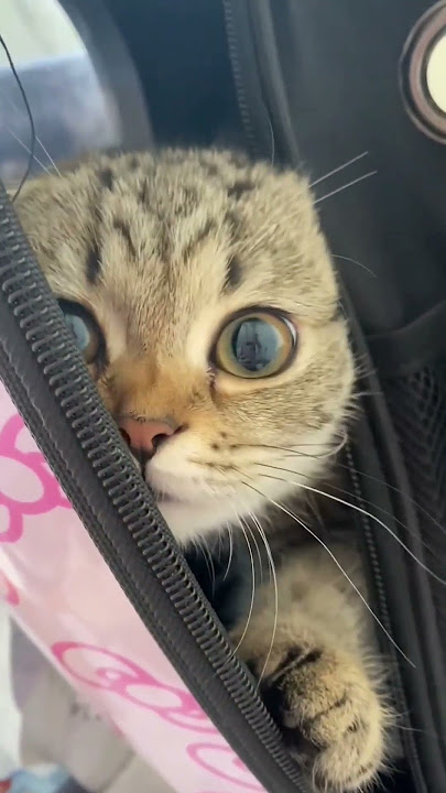 meu meu cat comedy😀 #comedy #cat #catcomedy #cute #catelover #trending #shots #morning #varal #