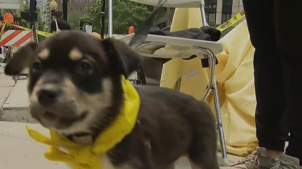 PAWS hosting 'Angels with Tails' event in Barrington