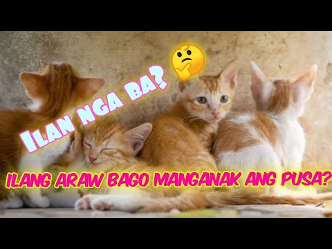Ilang araw bago manganak ang pusa? #TatayNaWalangHumpay - YouTube
