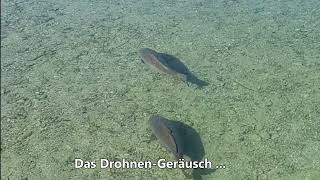 Hoverair AQUA: Fische beobachten