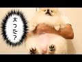 太った?毎月恒例の体重測定【ポメラニアン犬モチ】