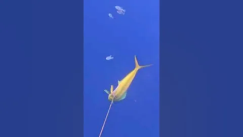 Can You Really Catch More FISH with These Simple Tricks . #spearfishing  #spearfishinglife #shark