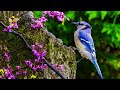 Soothing music relieves stress with videos of beautiful nature 🍀Stop Anxiety & Depression