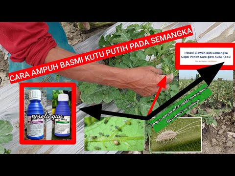 Video: Bugs Pada Tanaman Semangka - Mengendalikan Hama Semangka Di Taman