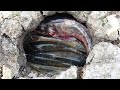 Dry season fishing 2021 - Finding a lot fish in underground hole