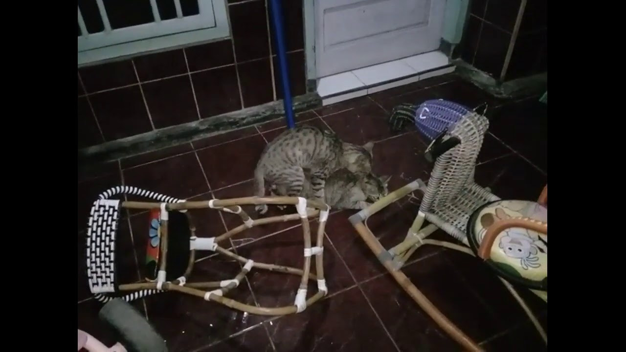 kucing hutan kawin sama kucing kampung.