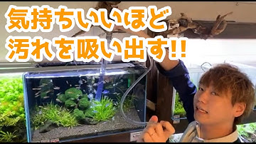 金魚フン掃除 Youtube