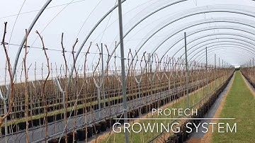 Protech growing systems, oval tube tunnels, raspberry supports, polytunnels