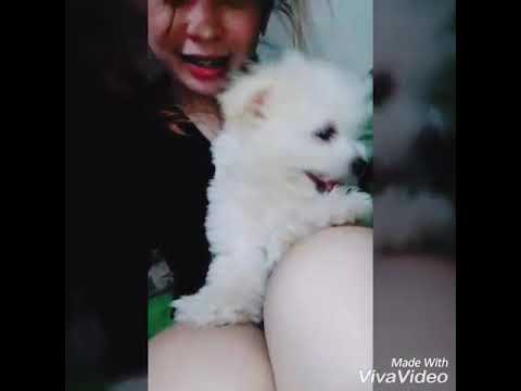 Half Japanese Spitz Half Shih Tzuh Youtube