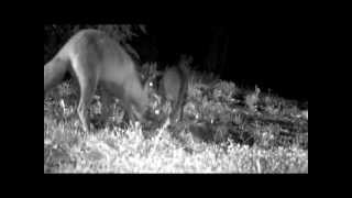 Gatto E Volpe.....coestistenza Pacifica