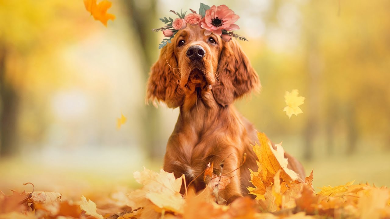 The English Cocker Spaniel 101 YouTube