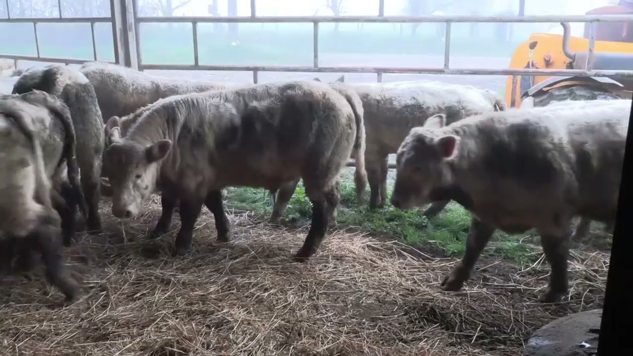 SICAGEMAC vente 33 broutards charolais le 24 11 25