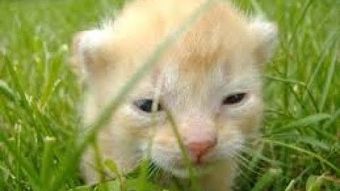 Playing Cybergrind Until i Die (Day 1) [ULTRAKILL]