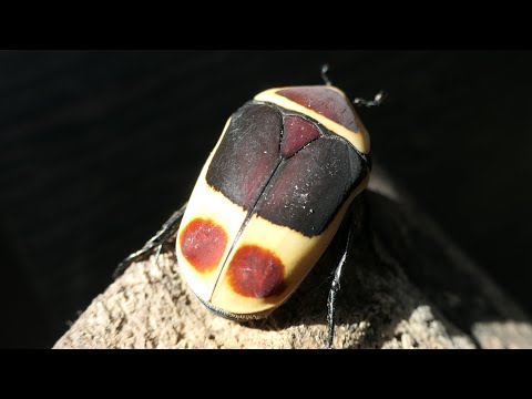 Video: Escarabajo de las flores