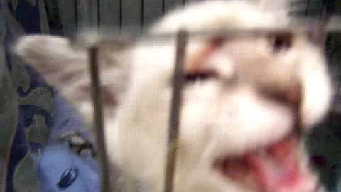 Video 2089751: kitten talking, balinese kittens, cat show