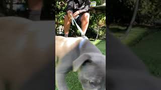 Staffy Puppy Happy To Meet You