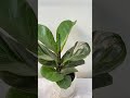 Ficus Lyrata, stunning show stealer! #iamthegardener #fiddleleaffig #indoorplants #plantcollection