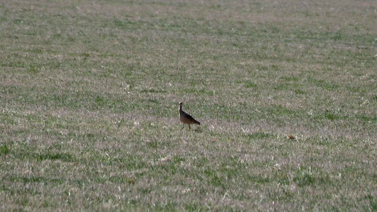 Long-billed Curlew in grassy field 