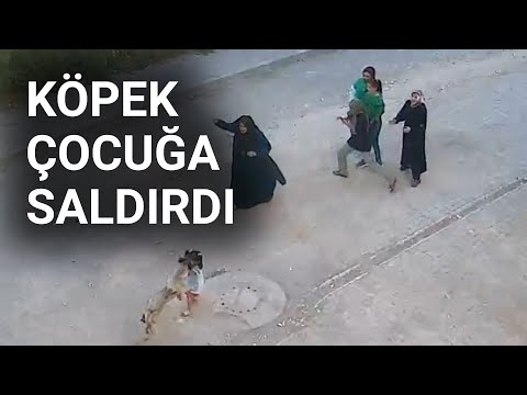 Köpek, ailesinin yanındaki çocuğa saldırdı | NTV