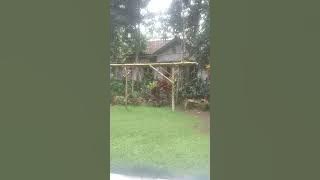 Suara crecetan burung ketakutan (panik) , di jamin semua burung ngumpul .