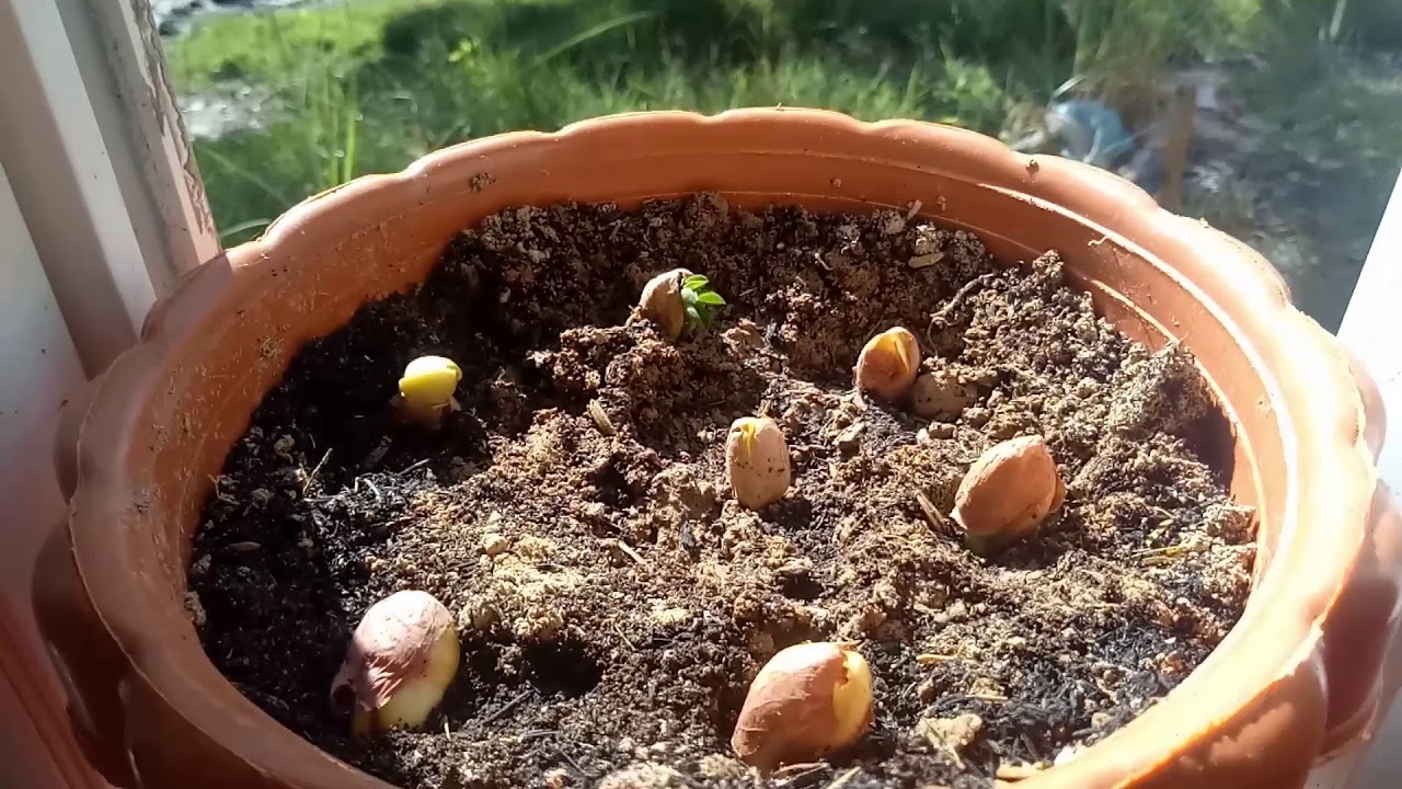 How To Grow Peanuts Very Easy YouTube How To Grow Peanuts Very Easy YouTube