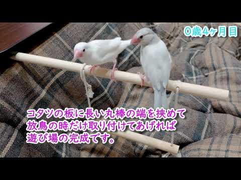 シルバー文鳥　白文鳥　【放鳥の時間・ブランコ遊び】　4ヶ月目　♪幸せ文鳥チャンネル