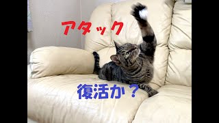 猫のメイとさつき「アタックNo.ニャン」 by 猫のメイとさつき（Satsuki & Mei） 159 views 1 year ago 3 minutes, 42 seconds